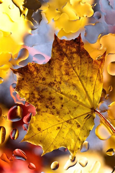 Autumn Background With Leaves And Water Drops Stock Photo Image Of