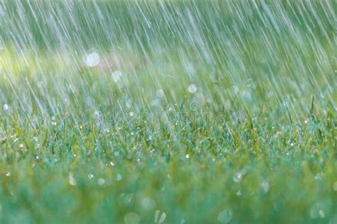 Rain Is Falling On Fresh Green Grass Stock Image Image Of Climate