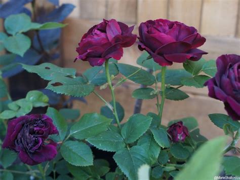 Fragrant hybrid rose and the happy trails series of roses are outstanding varieties of roses. Scented Roses, rose bushes, climbers, fragrant flowers ...
