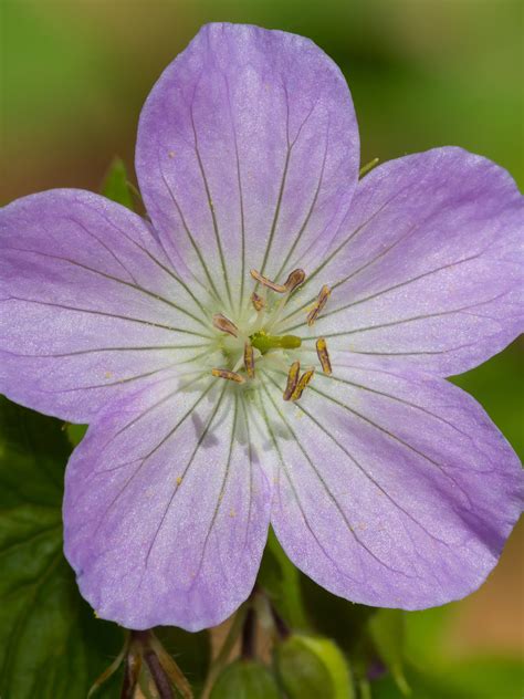 Wild Geranium Tz Native Plants Sales