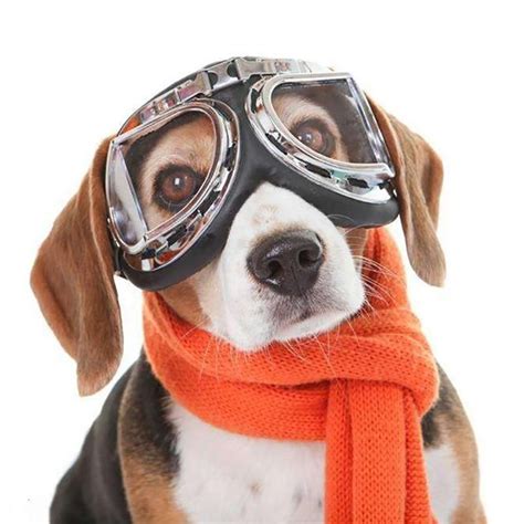 Dog Motorcycle Goggles Dog With Glasses Dog Sunglasses Dog Goggles
