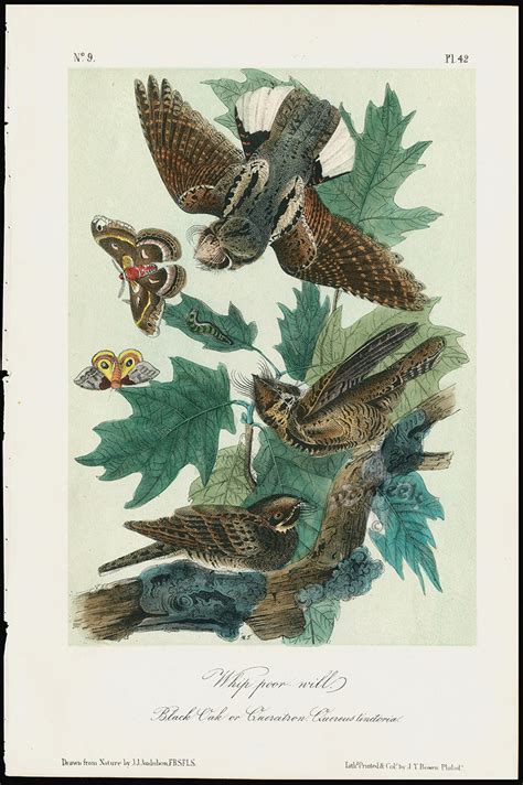Audubon Birds America Whippoorwill Black Oak From Great Value Antique