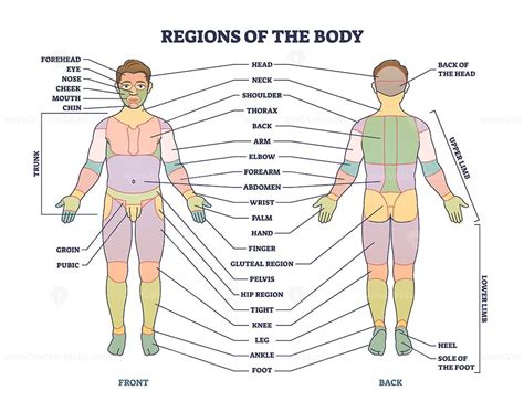 çıkmak Kasıtlı Giyim Human Body Regions Wasat