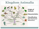 PPT - Kingdom Animalia PowerPoint Presentation, free download - ID:2046858