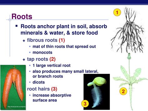 Ppt Plant Anatomy Powerpoint Presentation Free Download Id1803559