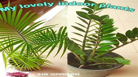 Ins Garden Indoor Plants Ll Best Indoor Plants India Ll Top10 Indoor