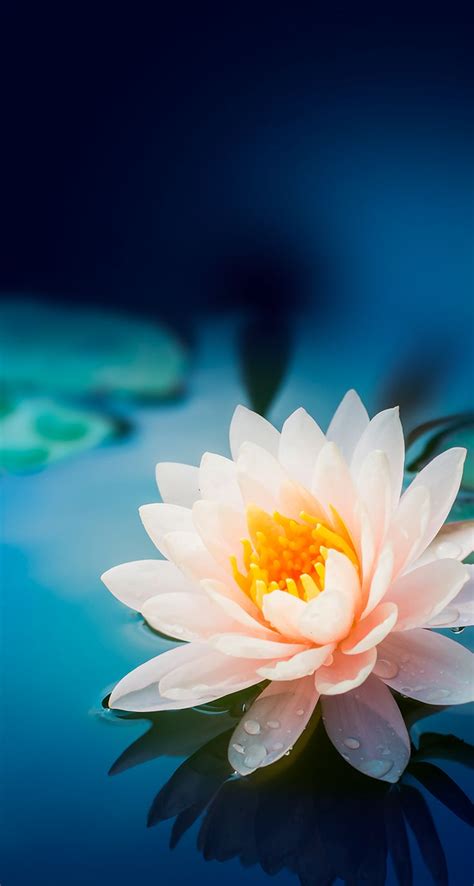 More Wallpaper Collections Lotus Flower Iphone Background 69528