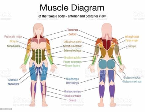 Back muscles learn with flashcards, games and more — for free. Muscle Diagram Of The Female Body With Accurate ...