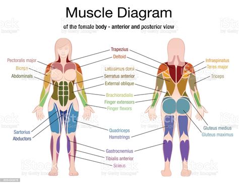 Leg muscle anatomical structure, labeled front, side and back view diagrams. Ilustración de Esquema Muscular Del Cuerpo Femenino Con ...