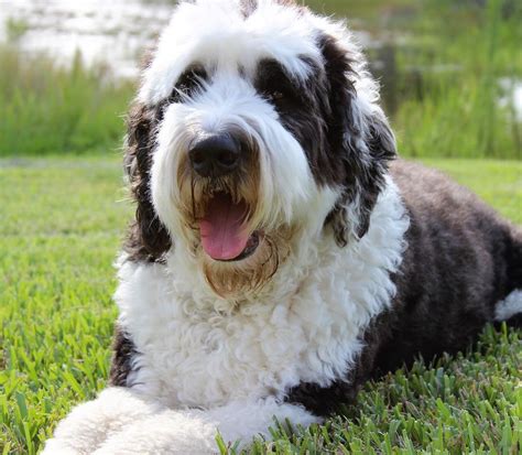 14 Amazing Facts About Old English Sheepdogs Page 2 Of 3 Petpress