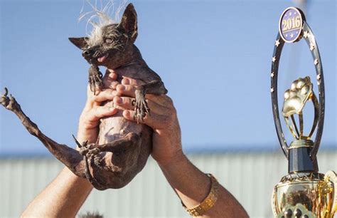2016 Worlds Ugliest Dog Competition Has A Winner The Gazette Review