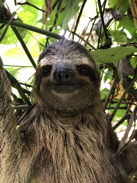 Sloths Mating Season Mudfooted