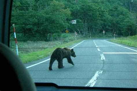 熊出沒注意！北海道出動「機器狼」驅趕野熊，當地官員大讚「效果奇佳」 風傳媒