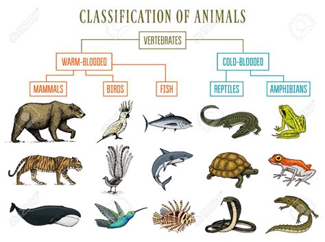 Classification of vertebrate animals in pictorial display | MYSCHOOLLIBRARY