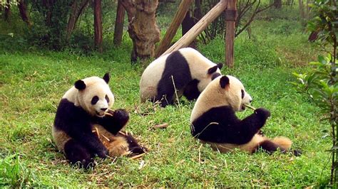 Newsela Chinas Giant Pandas Are Getting A Huge Mountain Range All To