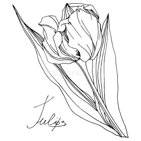 Vector Tulip Floral Botanical Flower Black And White Engraved Ink Art