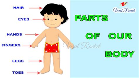 Learn Body Parts For Kids In English Body Parts Names For Children