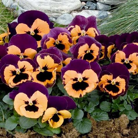 Pansy Seeds For Sale 33 Pansies Annual Flower Seeds Annual