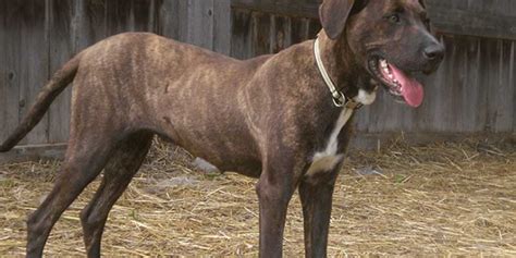 A Brief History Of The Mountain Cur Dog Breed Two Dog Zoo