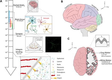 Frontiers Multiscale Mechanobiology In Brain Physiology And Diseases