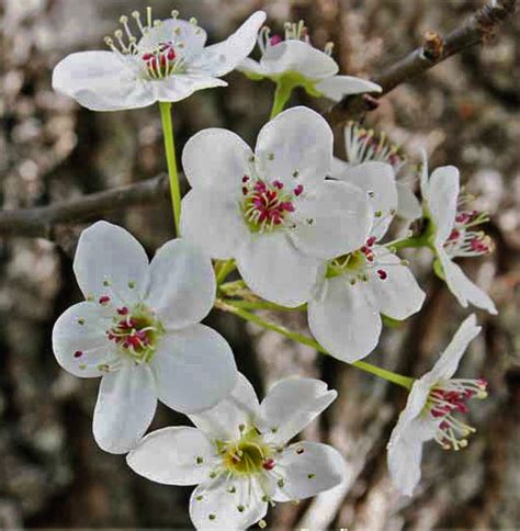 Pears And Cherries March 2019 Wildflowers Of The Month John Clayton