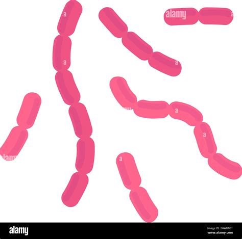 Bacilli Bacteria Pink Rod Cells Of Infection Disease Stock Vector