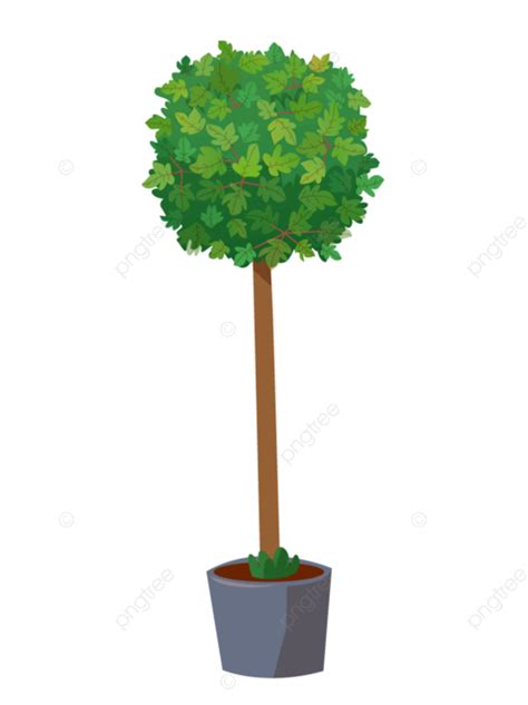 Gambar Ilustrasi Vektor Pohon Sycamore Pot Tanaman Hijau Dalam Ruangan