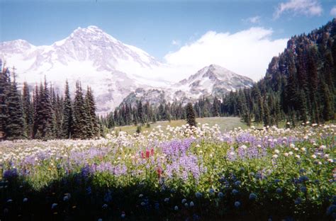 Mount Rainier National Park And The Summer Wildflowers Mount Rainier