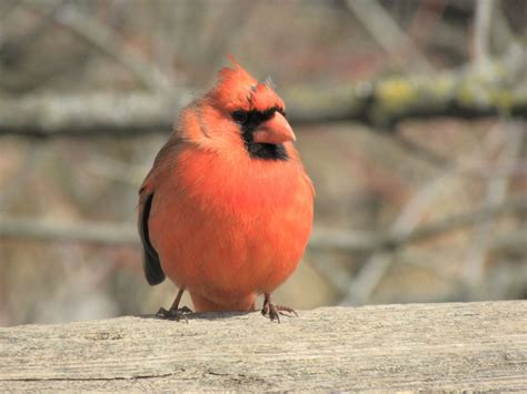 Male Northern Cardinal My Bird Of The Day
