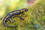 Salamander on tour Foto & Bild | tiere, wildlife, amphibien & reptilien ...