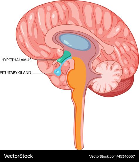 Hypothalamus And Pituitary Gland Cartoon Vector Cartoondealer The