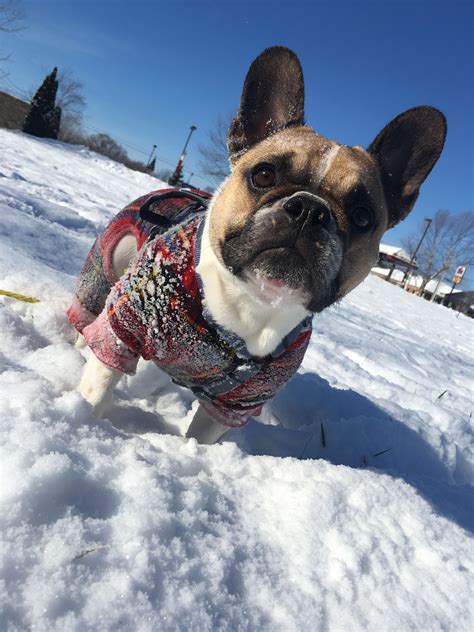 With their breeder, waiting for you! 'Snow Day', French Bulldog. Frenchie | Bulldog puppies ...