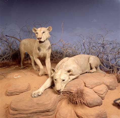Key Resources Tsavo Lions Libguides At Field Museum