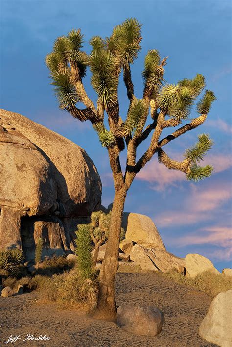 Joshua Tree At Cap Rock Photograph By Jeff Goulden Pixels
