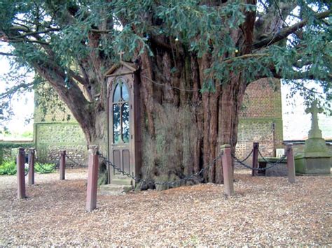 De boom is vermoedelijk tussen de 1500 en 2000 jaar oud. Cultureel Brabant CuBra Bijzonder Buitenlandse Bomen - L ...