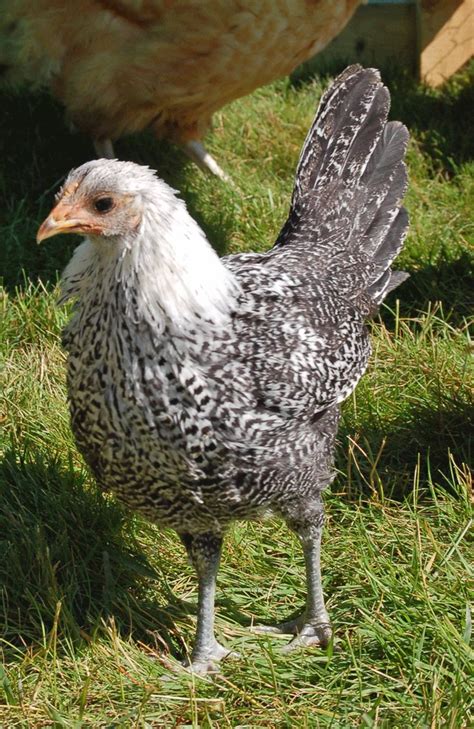 Egyptian Fayoumi Hen The Fayoumi Chicken Or Bigawi As It Is Known