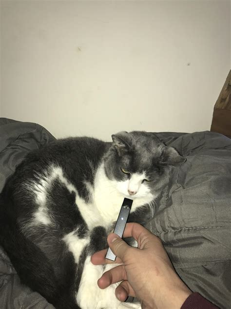 Always Peer Pressure Your Pets Rjuul