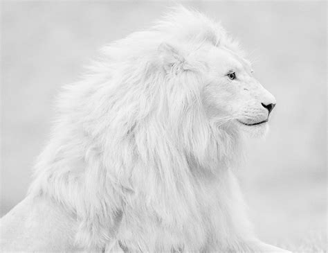 Beautiful Albino Lion Photo One Big Photo