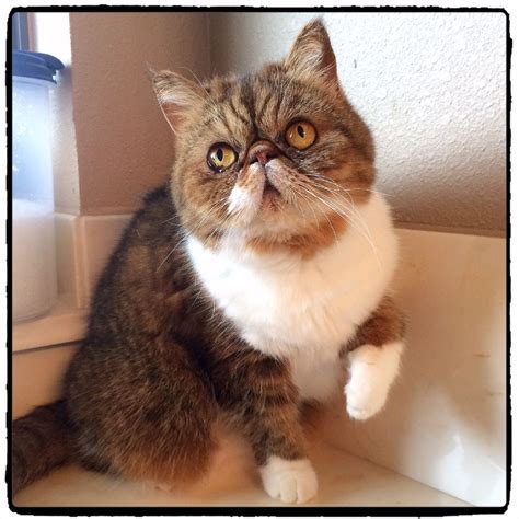 The exotic shorthair (also known as the exotic or the shorthair persian) is a relatively new cat breed with its history dating back to the 1950s. Pin on EXOTICS!... CATS THAT IS...