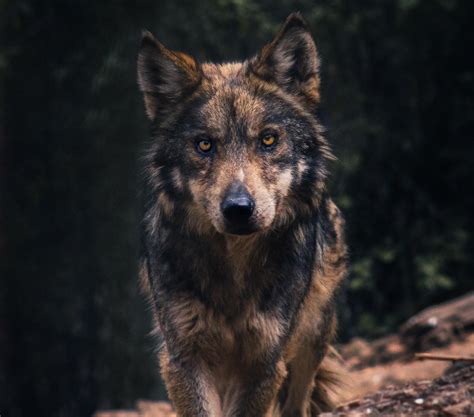 Mexican Wolf Shot At Cheyenne Mountain Zoo In Colorado Pics