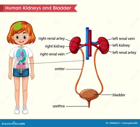 Scientific Medical Illustration Of Kidneys And Bladder Anatomy Stock