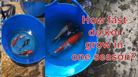 How Fast Do Koi Grow In One Summer Season Youtube