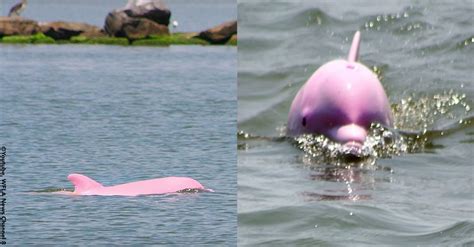 Rare Pink Dolphin Gives Birth To Beautiful Pink Calf