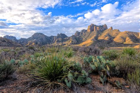 Desert Cactus Landscape Shrubs Clouds Mountain Texas