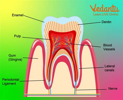 Teeth For Kids Overview Types Tooth Structure And Problems