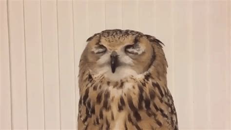 A Sleepy Owl Lets Out A Couple Of Adorable Sneezes Pipedot