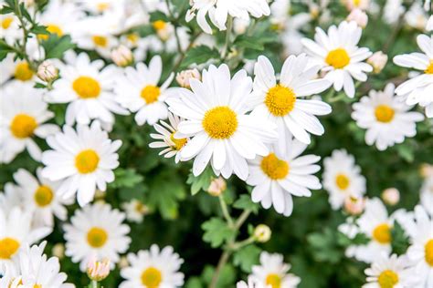 27 Types Of Daisies To Grow In Your Garden