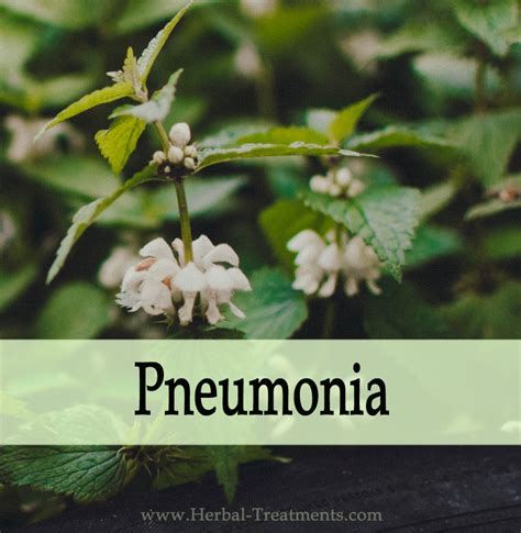 Herbal Medicine For Pneumonia Relief And Recovery Avnayt And Walthams