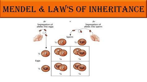 Mendels Law Of Inheritance