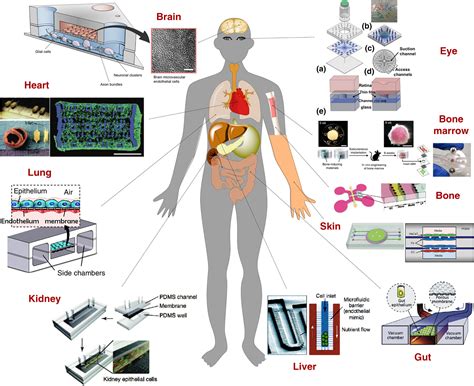 Multi Organ On A Chip For Personalized Precision Medicine Mrs